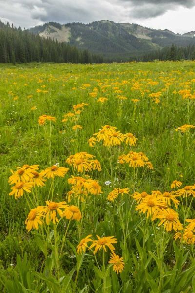 CO, Gunnison NF Sneezeweed blossoms in a meadow